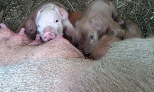 Spring is moving full tilt at the farm! The greenhouse vegetables are already growing. And we recently welcomed new baby...
