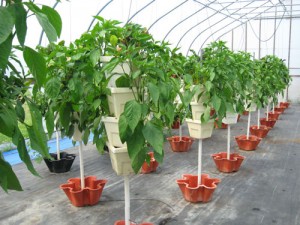 Sticks and Stones Greenhouse Peppers