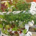Northern NE Home Garden Flower Show May 17-19, 2013 Our U-Gro Hydroponic Garden Systems will be at the Northern New England Home Garden Flower Show this Friday through Sunday,...