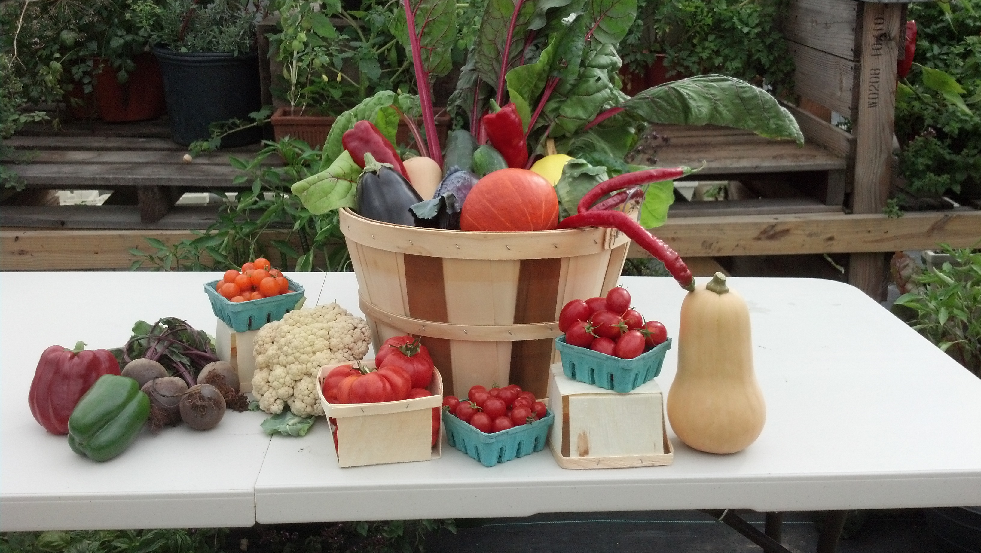 Sticks and Stones Farm CSA vegetables