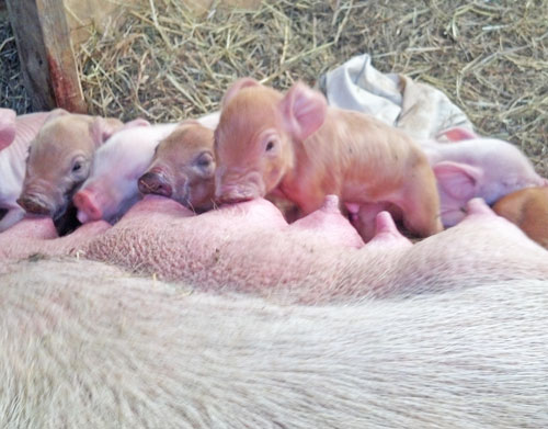 Sticks and Stones Piglets